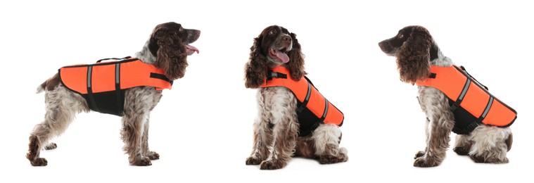 Image of Rescuer dog in life vest on white background, collage. Banner design