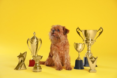 Photo of Cute Brussels Griffon dog with champion trophies on yellow background