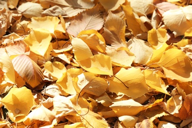 Dry fallen autumn leaves on sunny day as background