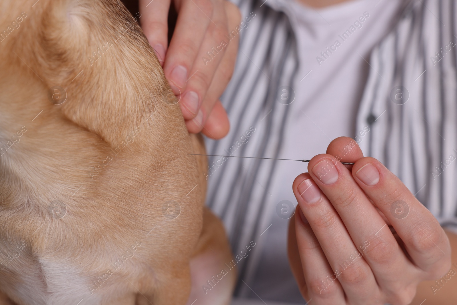Photo of Veterinary holding acupuncture needle near dog, closeup. Animal treatment