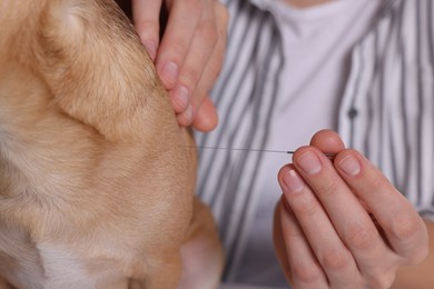 Photo of Veterinary holding acupuncture needle near dog, closeup. Animal treatment