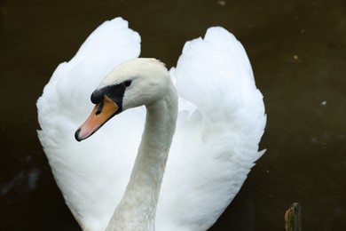 Beautiful white swan swimming in lake outdoors, closeup