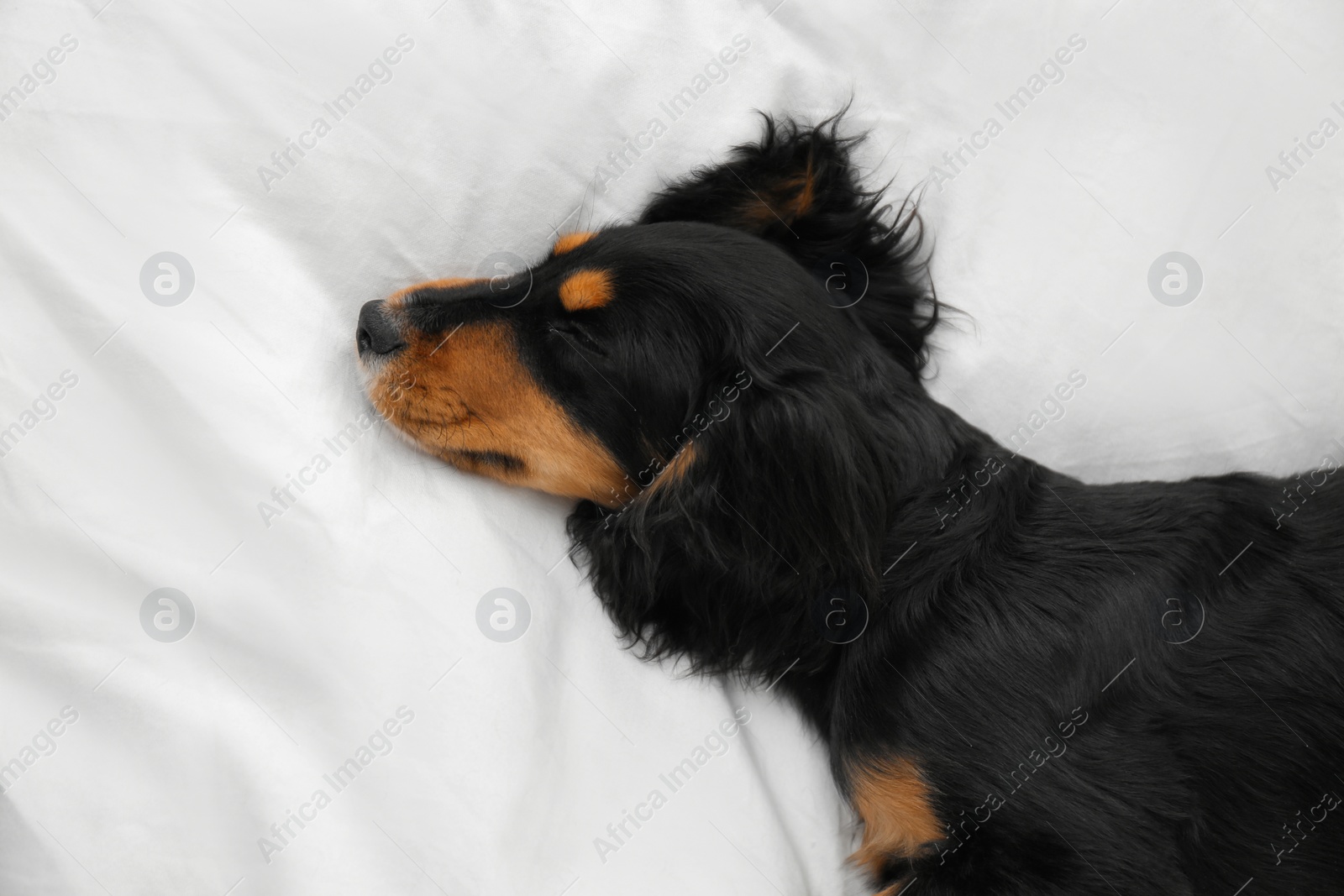 Photo of Cute dog relaxing on white fabric at home, above view. Friendly pet