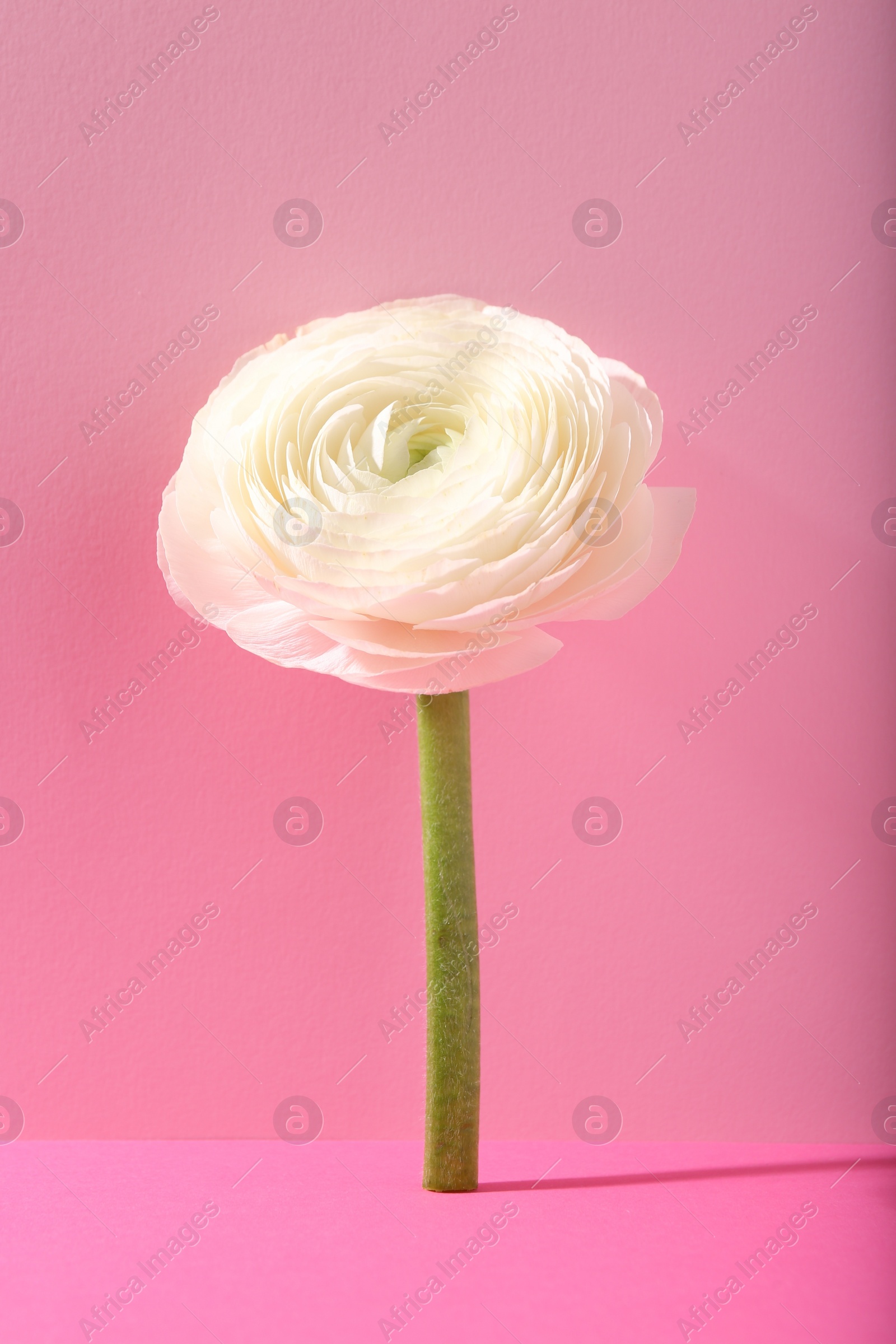 Photo of Beautiful white ranunculus flower on pink background