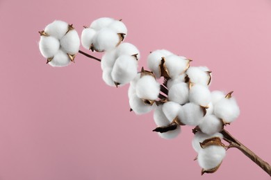 Photo of Beautiful cotton branch with fluffy flowers on pink background