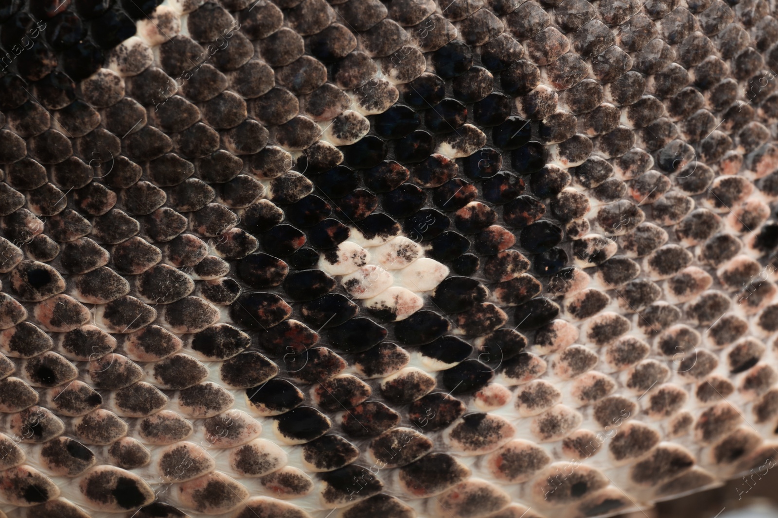 Photo of Closeup view of brown boa constrictor. Exotic snake