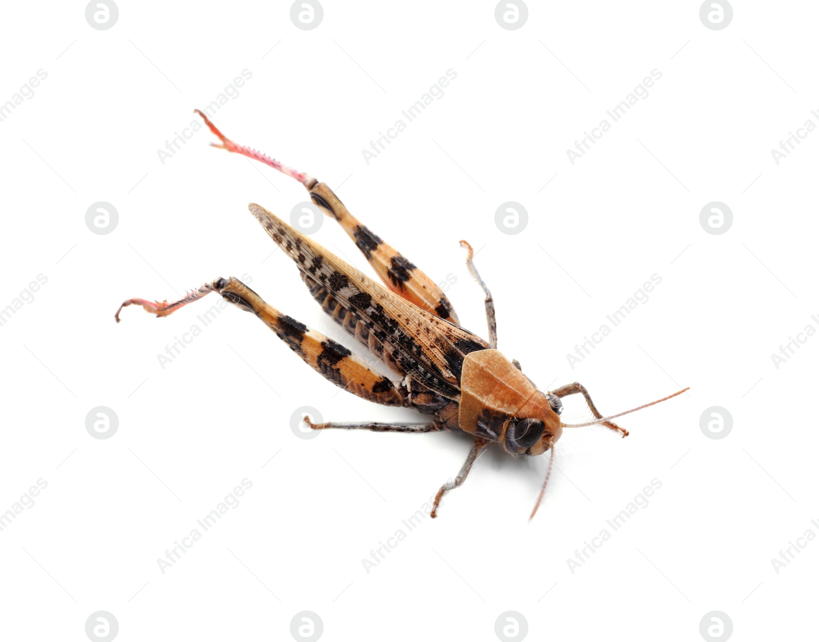 Photo of Common grasshopper isolated on white. Wild insect