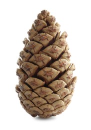 Beautiful dry pine cone isolated on white