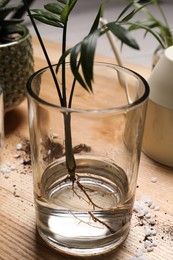 Photo of Exotic house plant in water on wooden table, closeup