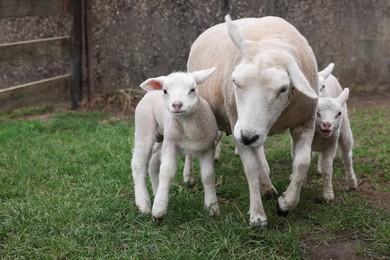 Cute funny sheep on green field. Farm animal