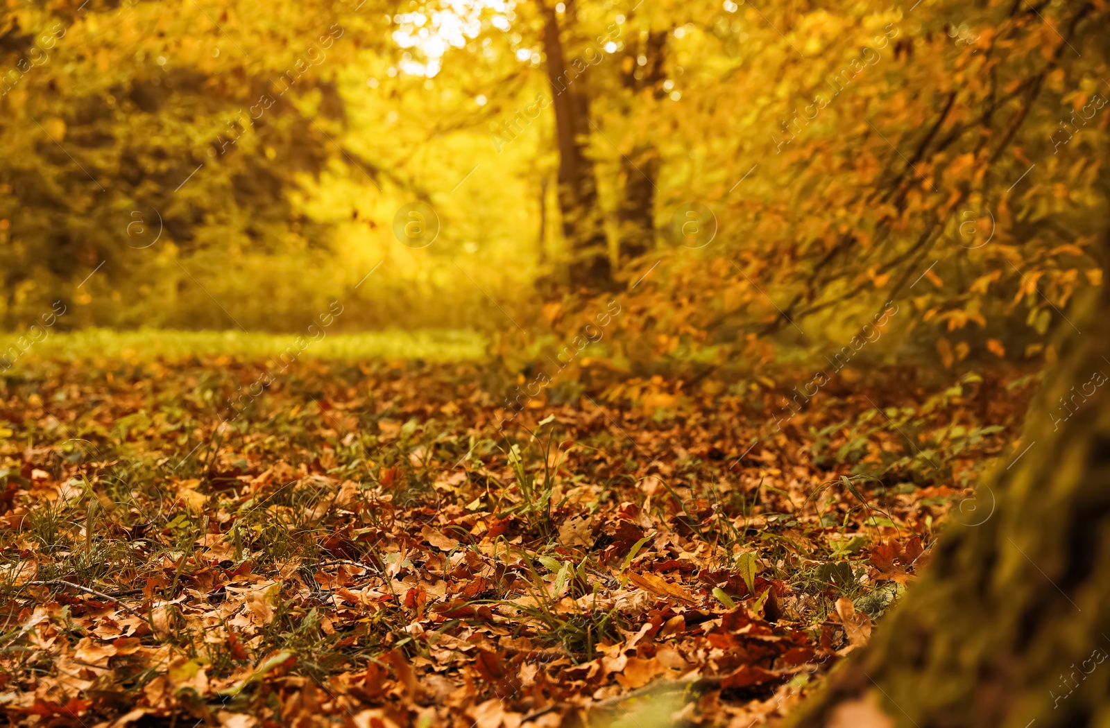 Photo of Blurred view of forest on autumn day, focus on ground covered with dry leaves