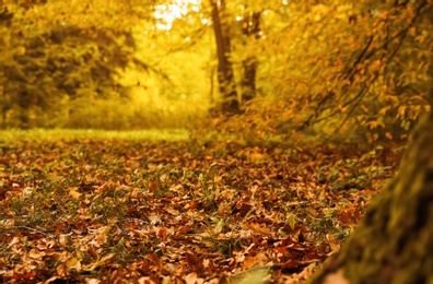 Photo of Blurred view of forest on autumn day, focus on ground covered with dry leaves