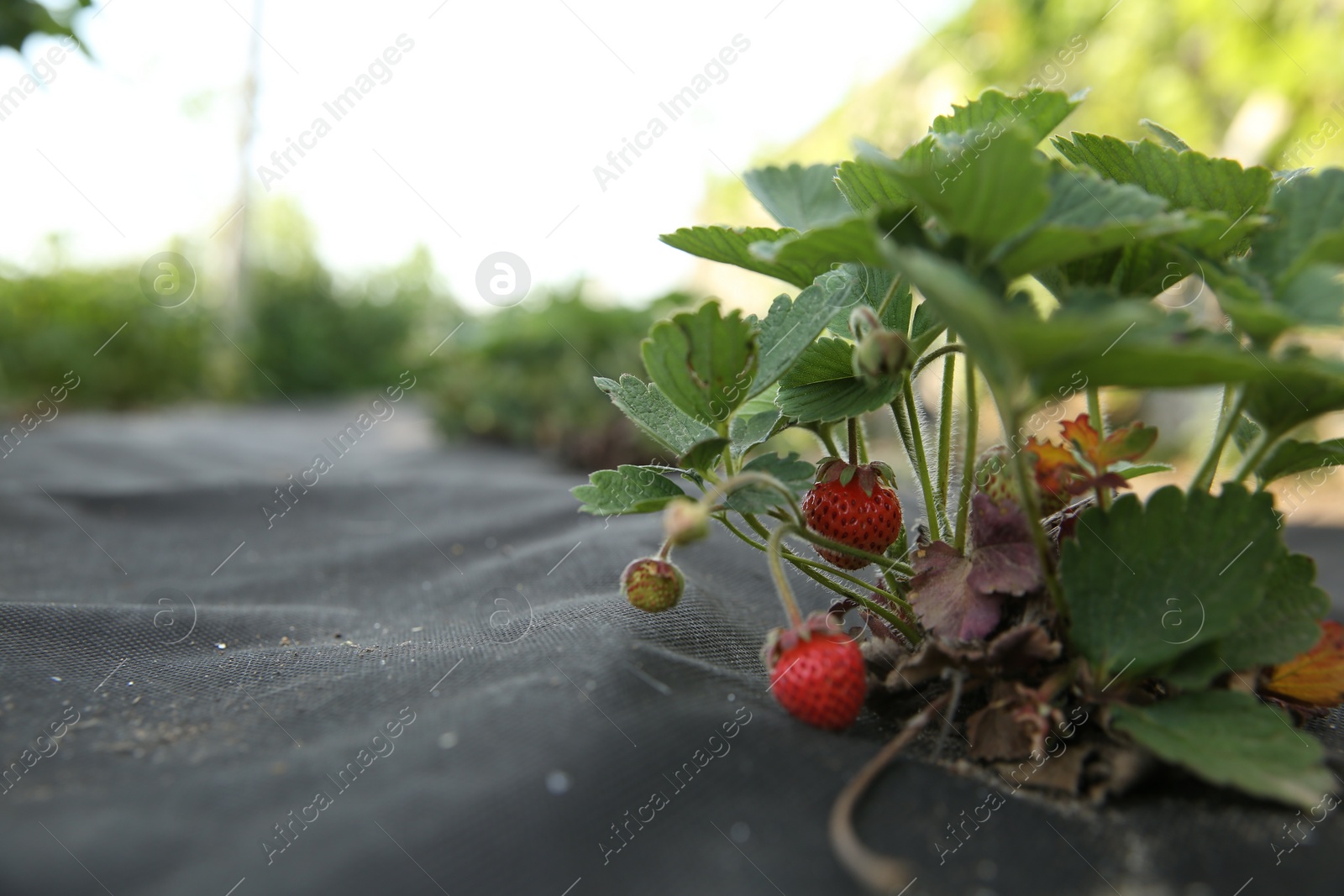 Photo of Small unripe strawberries growing outdoors, closeup. Space for text