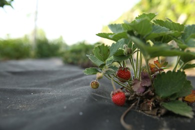 Photo of Small unripe strawberries growing outdoors, closeup. Space for text