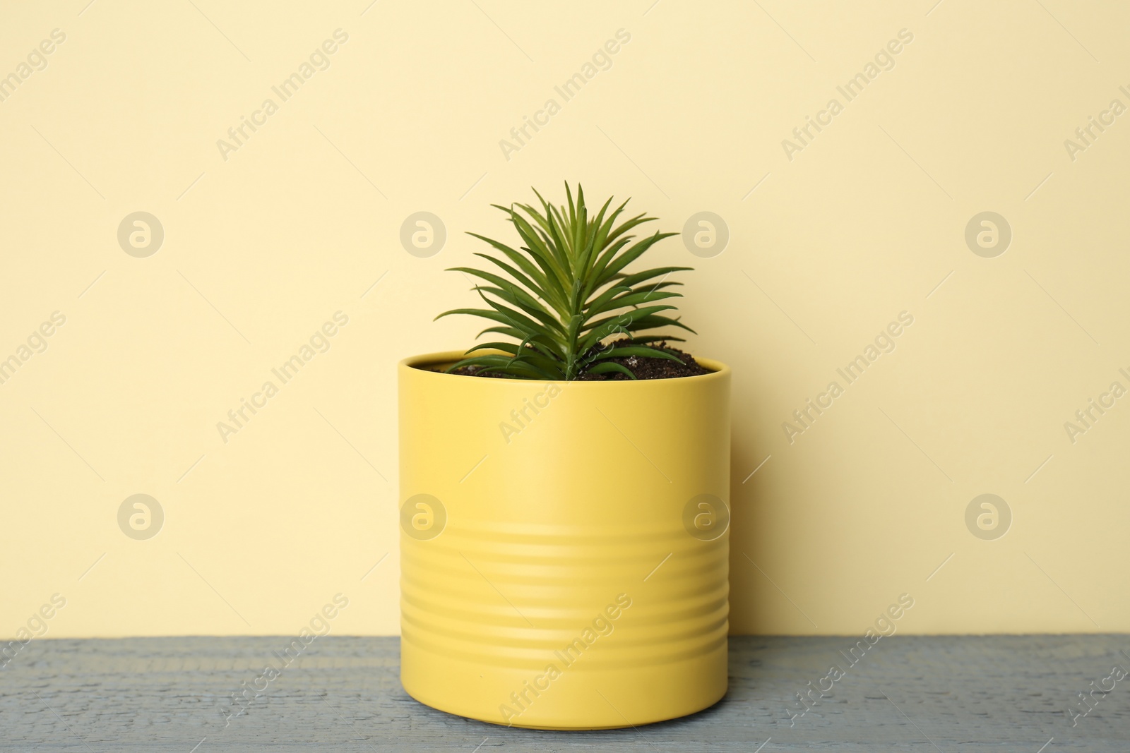 Photo of Beautiful echeveria plant in tin can on grey wooden table