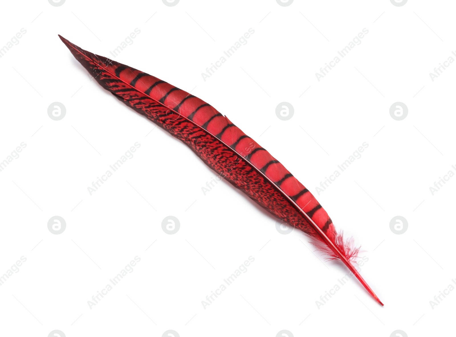 Photo of Beautiful red bird feather isolated on white, top view