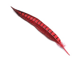 Photo of Beautiful red bird feather isolated on white, top view