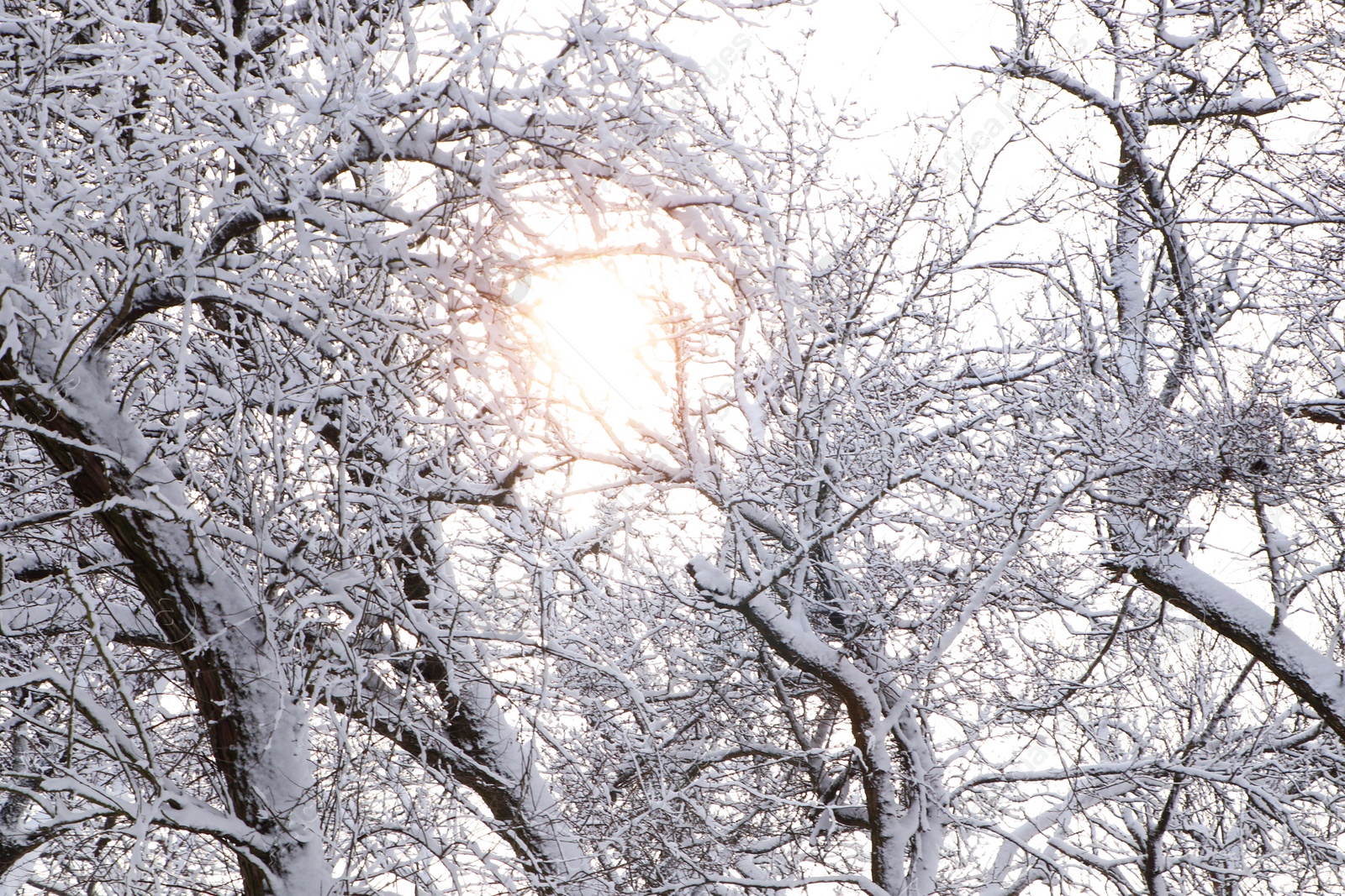 Photo of Beautiful trees covered with snow in winter forest