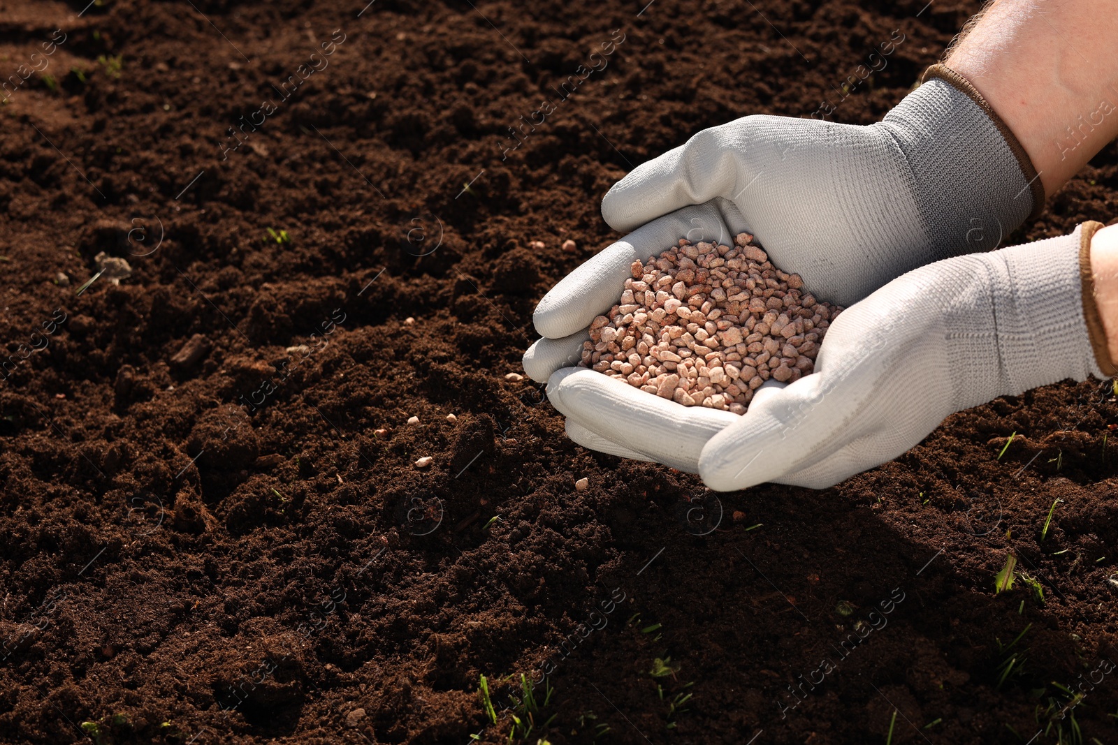 Photo of Man holding granulated fertilizer over soil on sunny day, closeup. Space for text