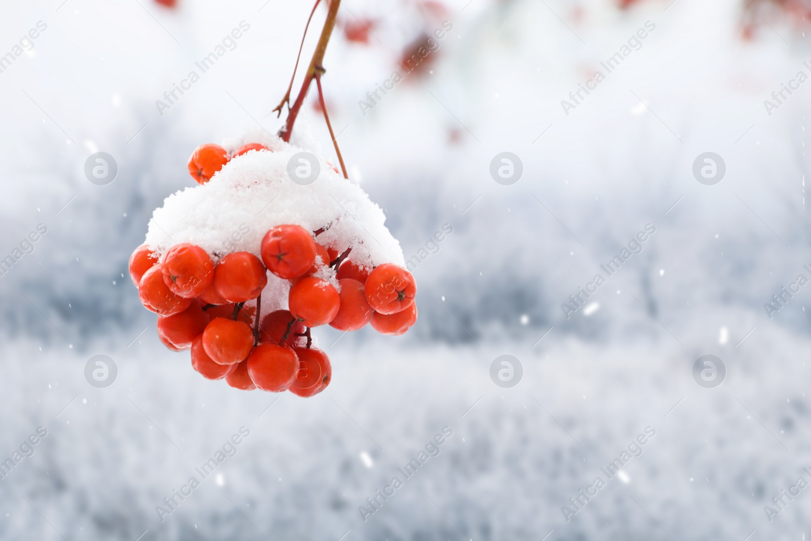 Image of Berries on rowan tree branches covered with snow outdoors