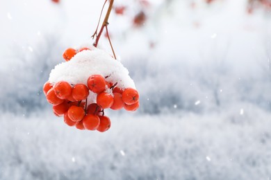 Image of Berries on rowan tree branches covered with snow outdoors