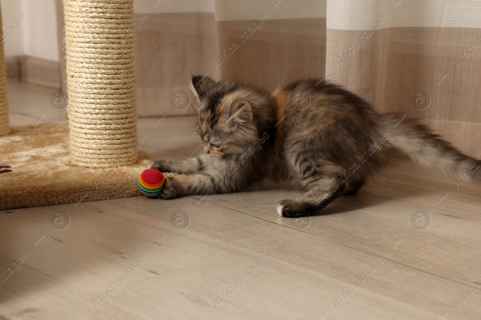 Photo of Cute fluffy kitten playing with ball at home