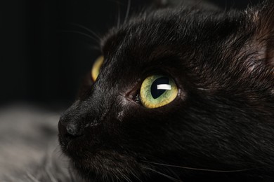 Photo of Closeup view of black cat with beautiful eyes