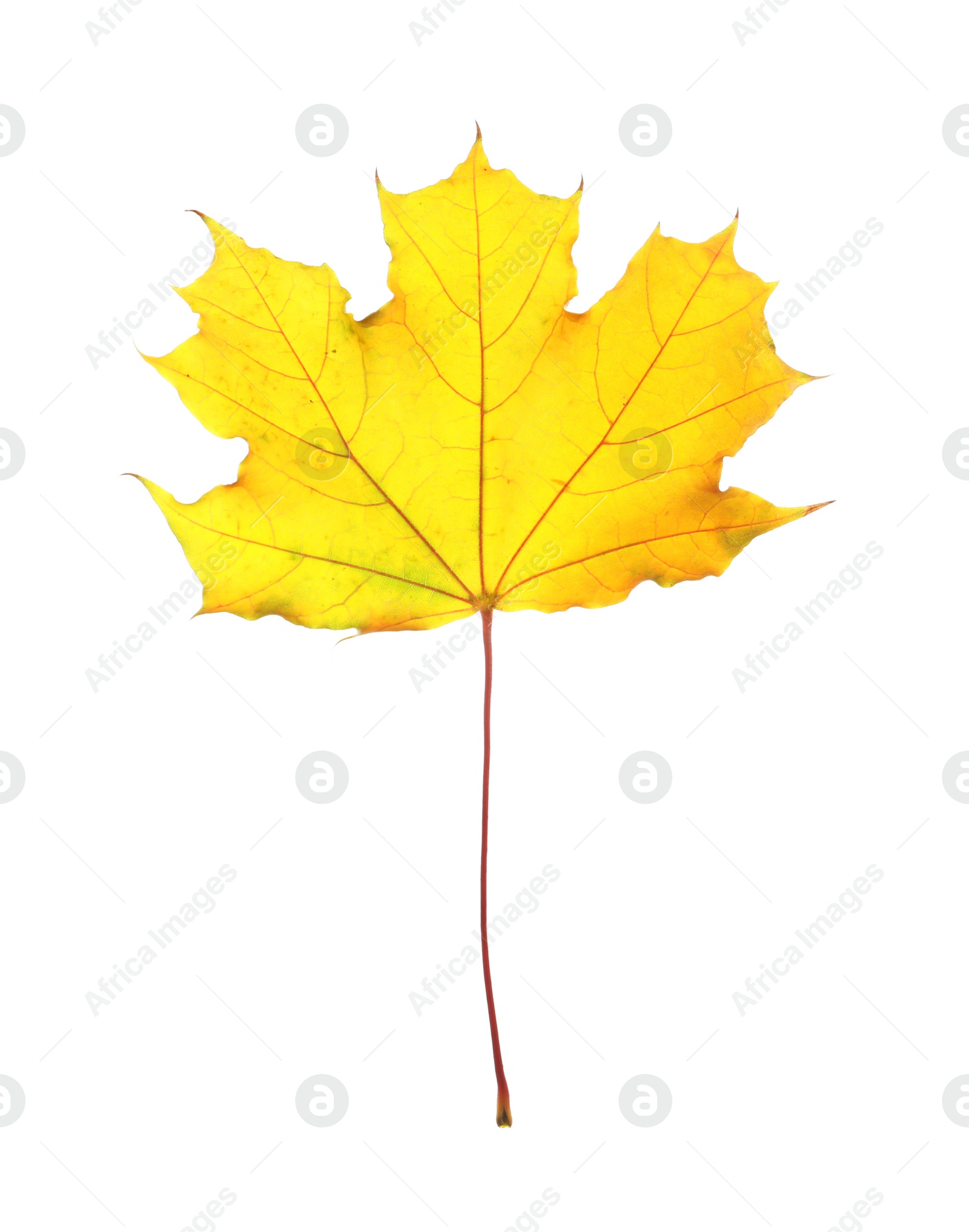 Photo of Beautiful autumn leaf on white background. Fall foliage