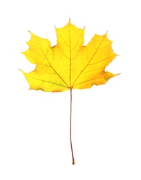 Photo of Beautiful autumn leaf on white background. Fall foliage