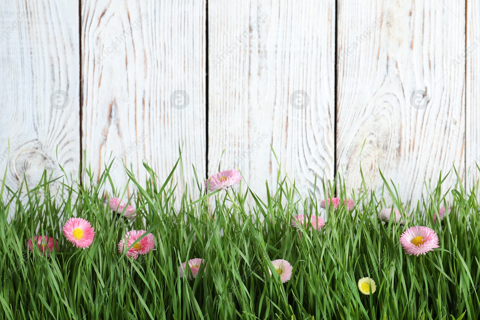 Photo of Vibrant green grass with beautiful flowers against white wooden background, space for text