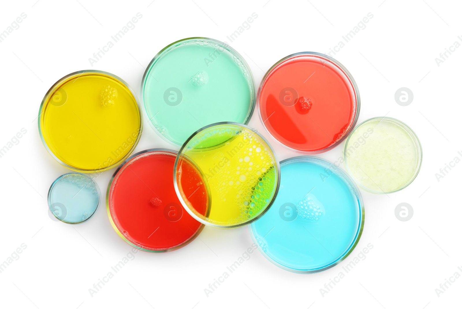 Photo of Petri dishes with different liquid samples on white background, top view