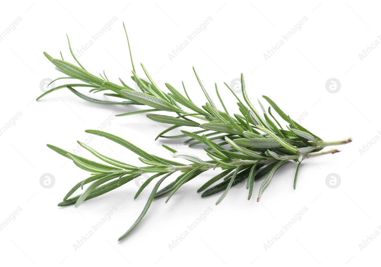 Photo of Fresh green rosemary twigs isolated on white