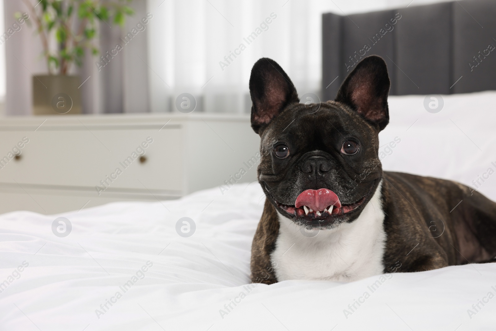 Photo of Adorable French Bulldog lying on bed indoors, space for text. Lovely pet