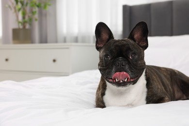 Adorable French Bulldog lying on bed indoors, space for text. Lovely pet