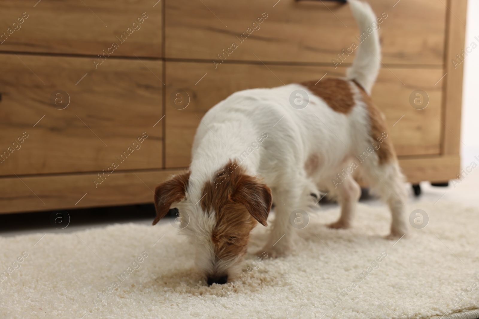 Photo of Cute dog near wet spot on rug indoors