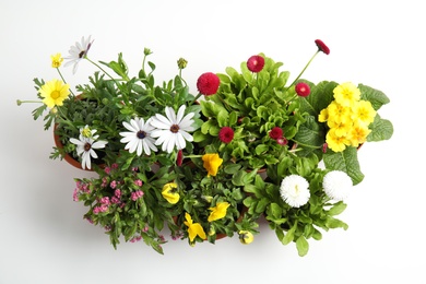 Different blooming flowers on white background, top view. Home gardening