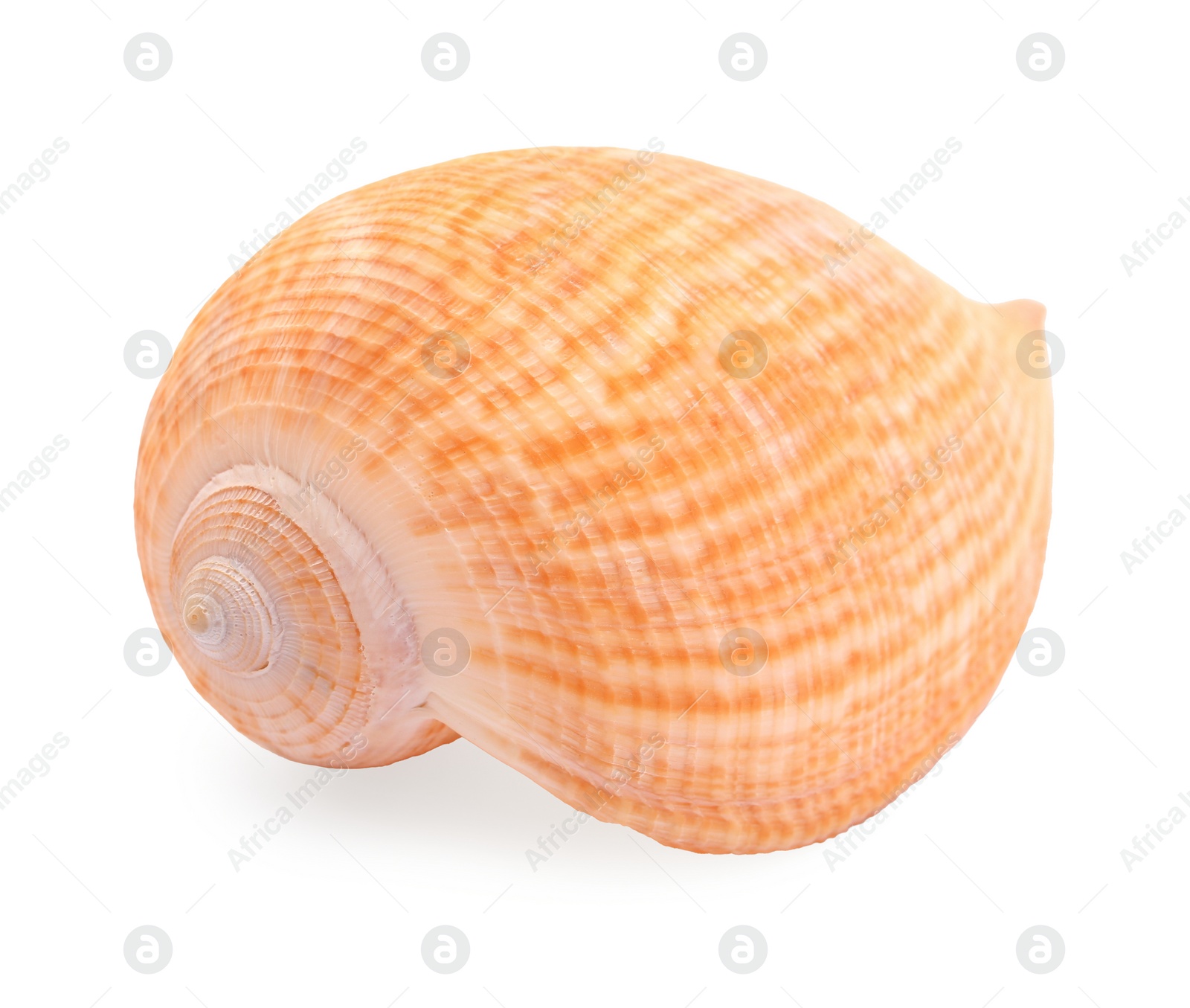 Photo of Beautiful seashell isolated on white. Beach object