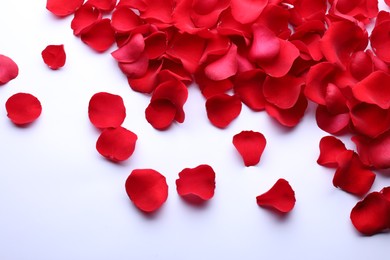 Beautiful red rose flower petals on white background, top view