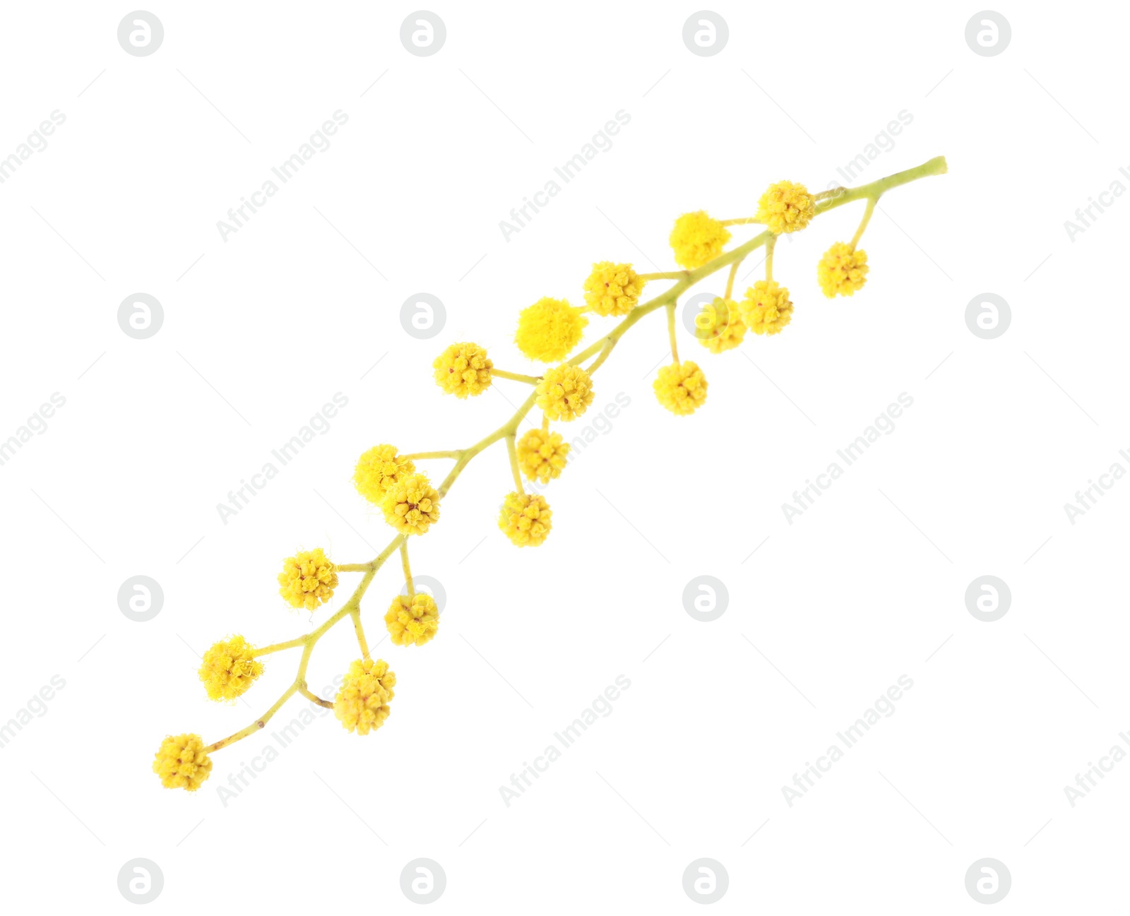 Photo of Beautiful yellow mimosa flowers on white background