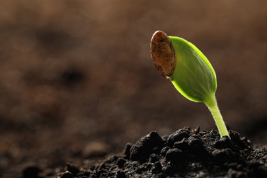 Photo of Young vegetable seedling growing in soil outdoors, space for text