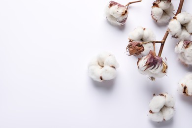 Photo of Dry cotton branch with fluffy flowers on white background, flat lay. Space for text