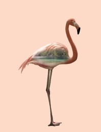 Image of Double exposure of beautiful flamingo and river