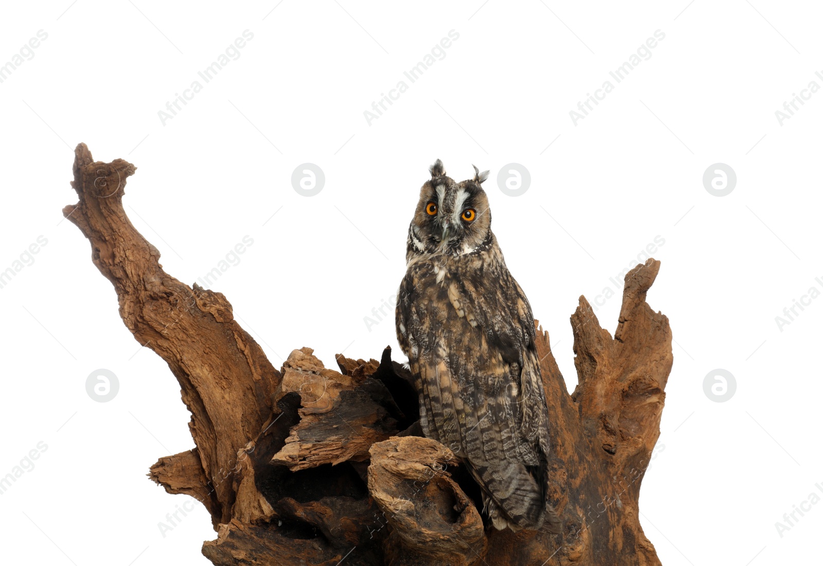 Photo of Beautiful eagle owl on tree against white background. Predatory bird