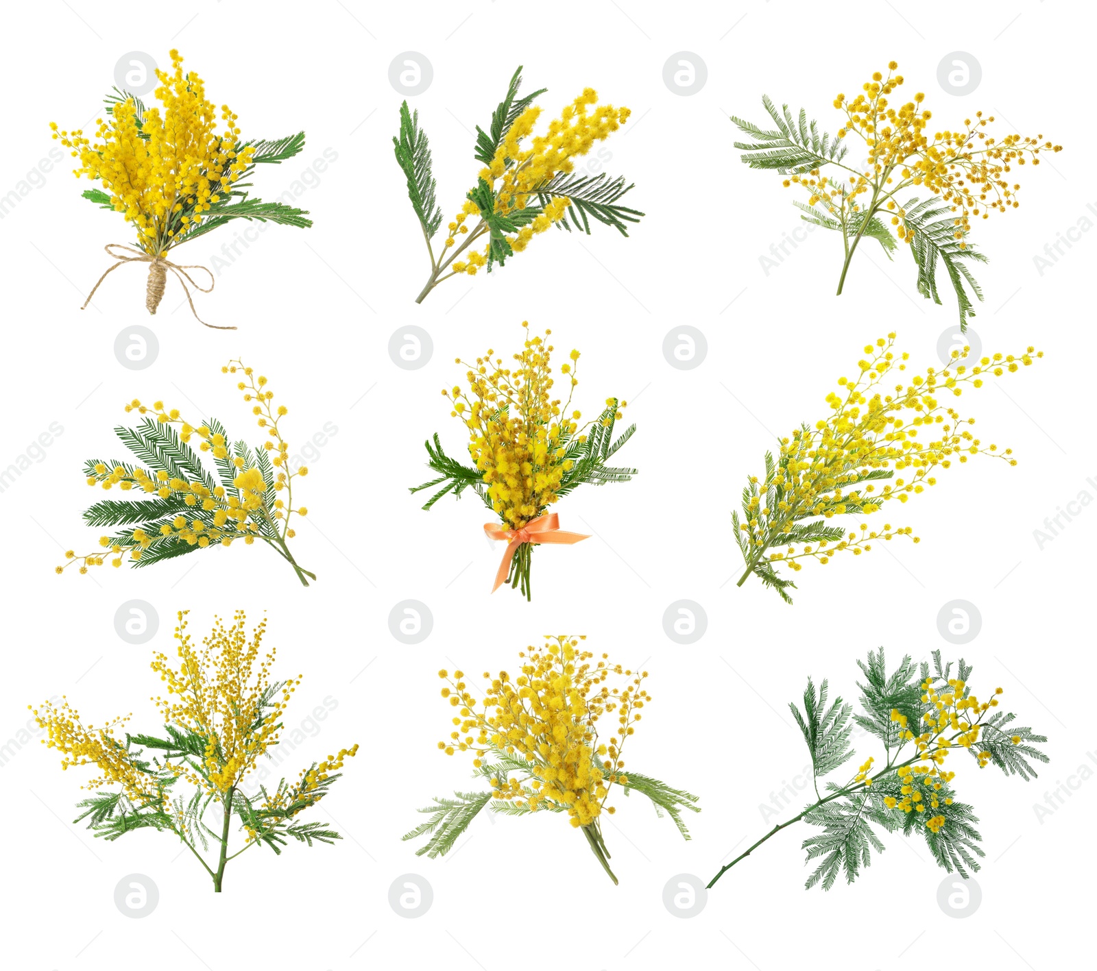 Image of Set with bright yellow mimosa flowers on white background