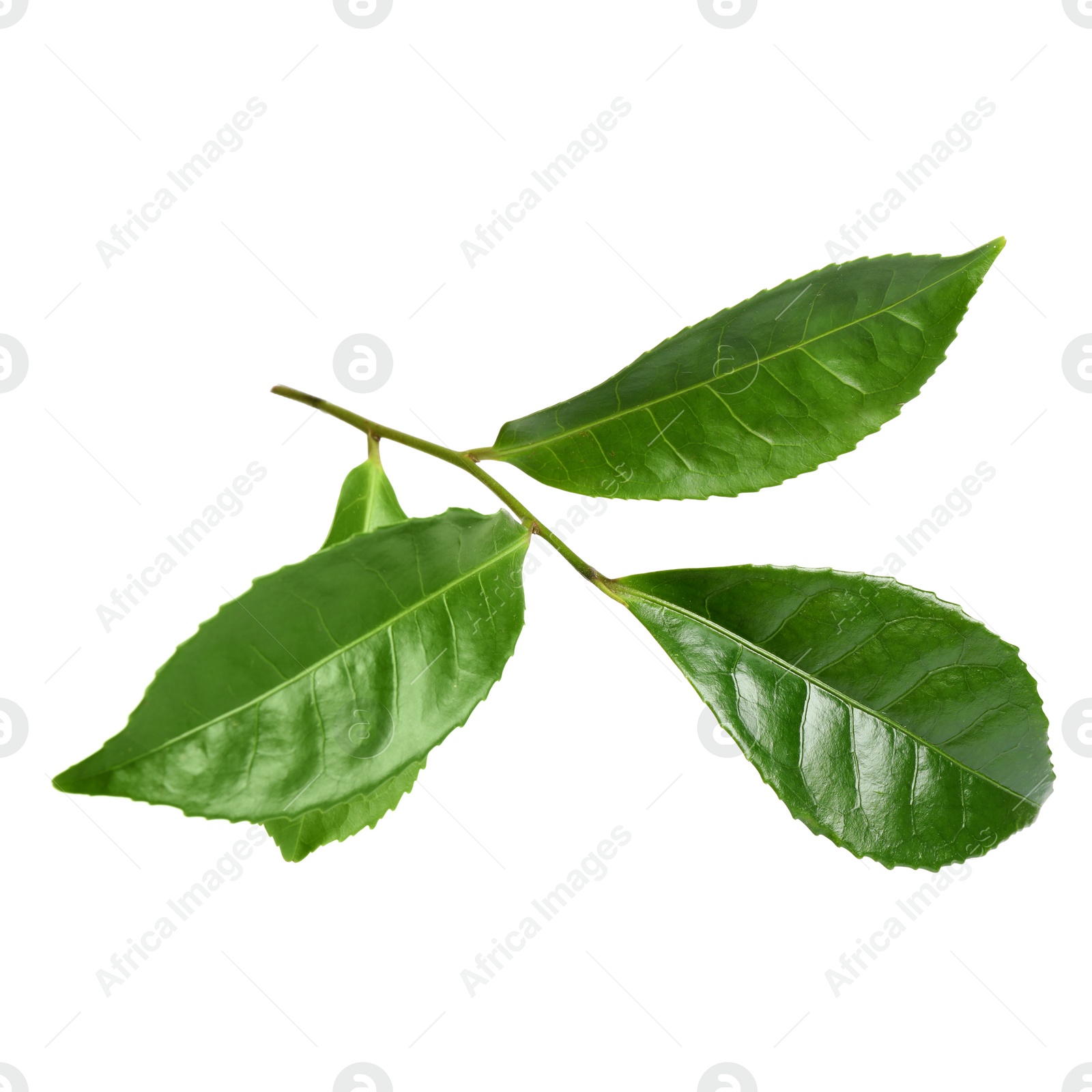 Photo of Green leaves of tea plant isolated on white