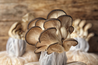 Photo of Oyster mushrooms growing in sawdust on wooden table, closeup. Cultivation of fungi