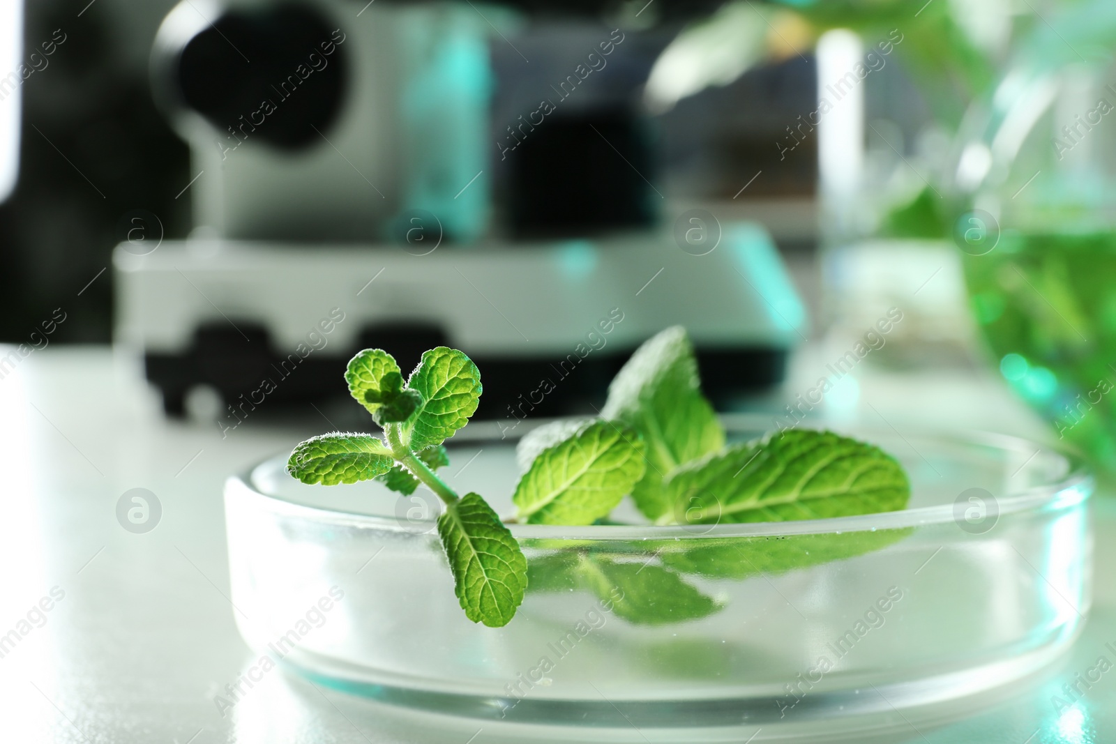 Photo of Plant in Petri dish on table, closeup. Biological chemistry