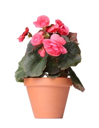 Photo of Beautiful begonia flower in pot isolated on white