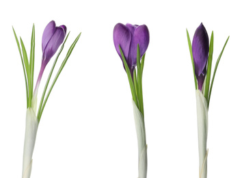 Image of Set of beautiful crocuses on white background. Spring flowers