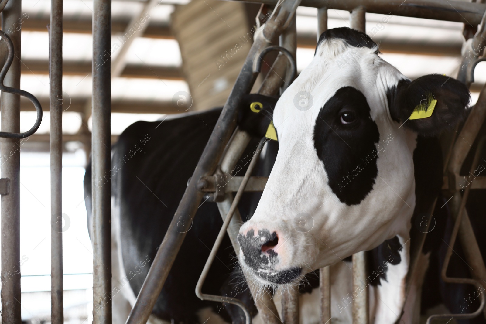 Photo of Pretty cow near fence on farm, closeup. Animal husbandry